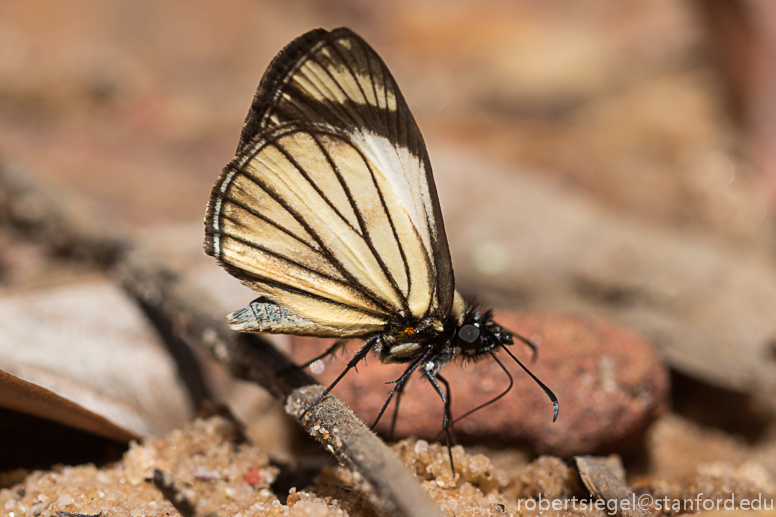 yellow butterfly